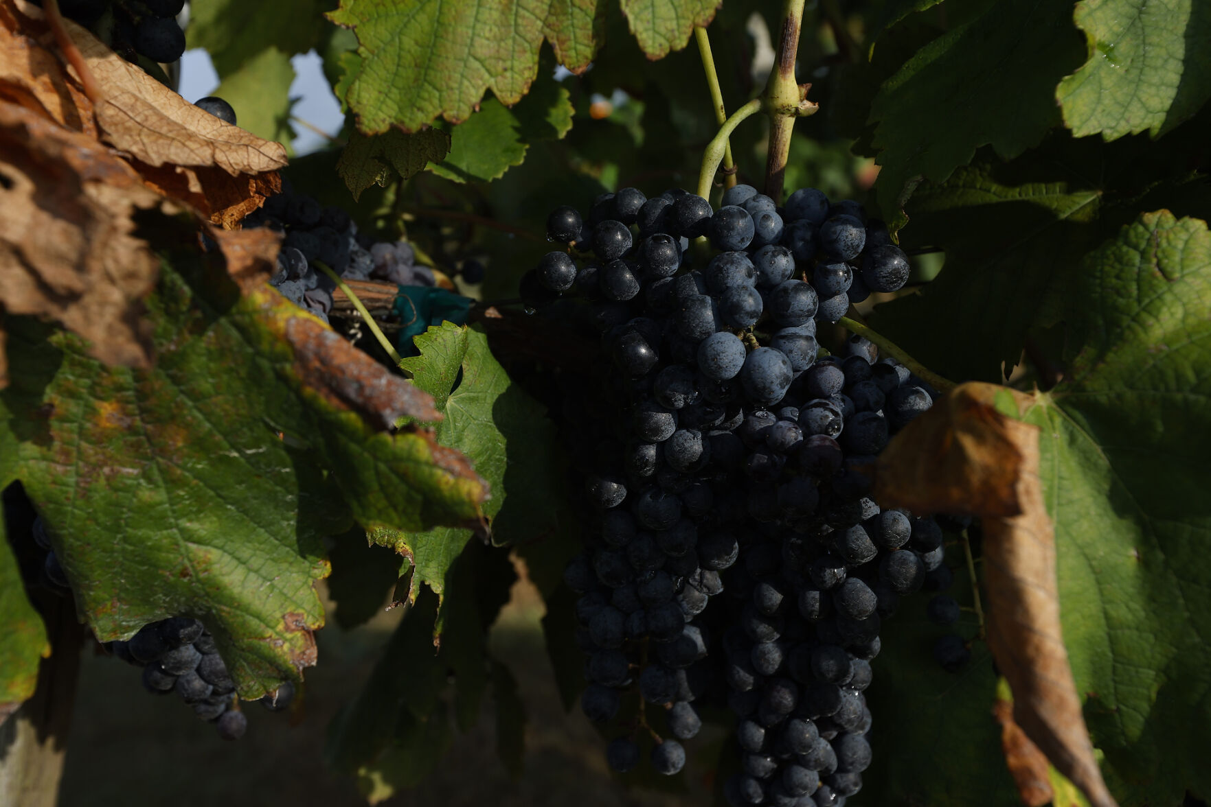 Messina Hof harvest
